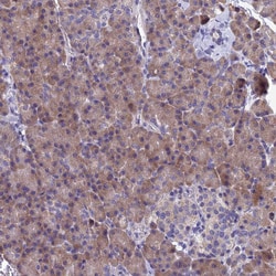 Invitrogen SPIN4 Polyclonal Antibody 100 &mu;L; Unconjugated:Antibodies,