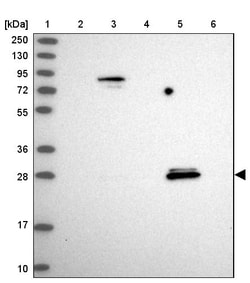 Invitrogen SPIN4 Polyclonal Antibody 100 &mu;L; Unconjugated:Antibodies,