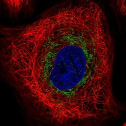 Invitrogen TRAM1L1 Polyclonal Antibody 100 &mu;L; Unconjugated:Antibodies,