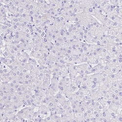 Invitrogen SMR3A Polyclonal Antibody 100 &mu;L; Unconjugated:Antibodies,