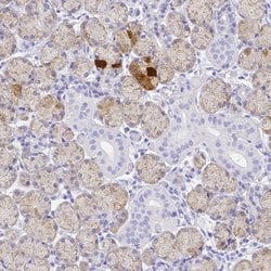 Invitrogen SMR3A Polyclonal Antibody 100 &mu;L; Unconjugated:Antibodies,