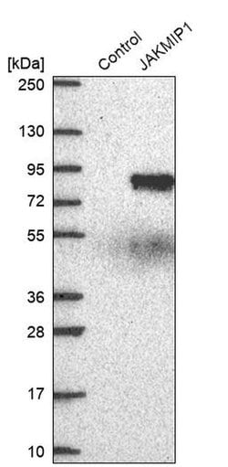 Invitrogen JAKMIP1 Polyclonal Antibody 100 &mu;L; Unconjugated:Antibodies,
