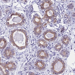 Invitrogen RASGEF1B Polyclonal Antibody 100 &mu;L; Unconjugated:Antibodies,