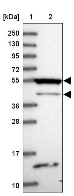 Invitrogen RASGEF1B Polyclonal Antibody 100 &mu;L; Unconjugated:Antibodies,