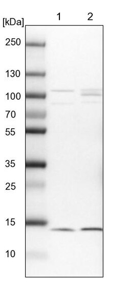 Invitrogen HINT1 Polyclonal Antibody 100 &mu;L; Unconjugated:Antibodies,