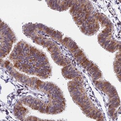 Invitrogen CDNF Polyclonal Antibody 100 &mu;L; Unconjugated:Antibodies,