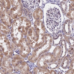 Invitrogen CDNF Polyclonal Antibody 100 &mu;L; Unconjugated:Antibodies,