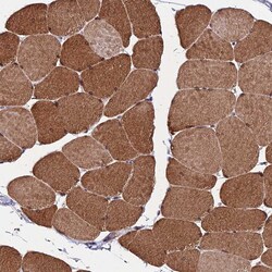 Invitrogen CDNF Polyclonal Antibody 100 &mu;L; Unconjugated:Antibodies,