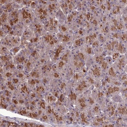 Invitrogen KCTD16 Polyclonal Antibody 100 &mu;L; Unconjugated:Antibodies,