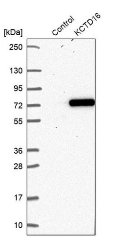 Invitrogen KCTD16 Polyclonal Antibody 100 &mu;L; Unconjugated:Antibodies,
