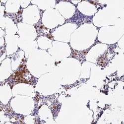 Invitrogen MEIG1 Polyclonal Antibody 100 &mu;L; Unconjugated:Antibodies,