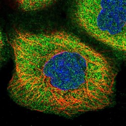 Invitrogen TMEM258 Polyclonal Antibody 100 &mu;L; Unconjugated:Antibodies,