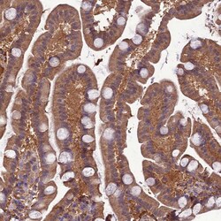 Invitrogen TMEM258 Polyclonal Antibody 100 &mu;L; Unconjugated:Antibodies,