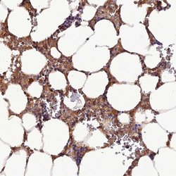 Invitrogen TMEM258 Polyclonal Antibody 100 &mu;L; Unconjugated:Antibodies,