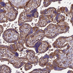 Invitrogen HPa2 Polyclonal Antibody 100 &mu;L; Unconjugated:Antibodies,