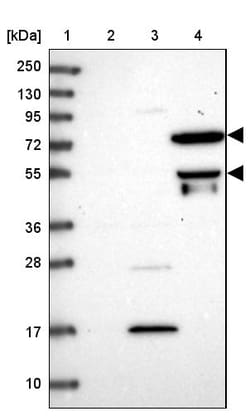 Invitrogen HPa2 Polyclonal Antibody 100 &mu;L; Unconjugated:Antibodies,