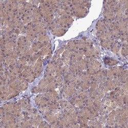 Invitrogen ENOPH1 Polyclonal Antibody 100 &mu;L; Unconjugated:Antibodies,