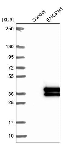 Invitrogen ENOPH1 Polyclonal Antibody 100 &mu;L; Unconjugated:Antibodies,