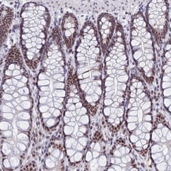 Invitrogen OBFC2B Polyclonal Antibody 100 &mu;L | Buy Online | Invitrogen&trade; | Fisher Scientific