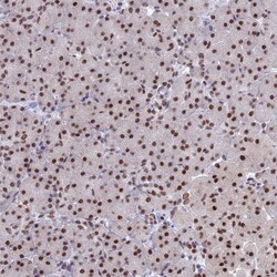 Invitrogen OBFC2B Polyclonal Antibody 100 &mu;L | Buy Online | Invitrogen&trade; | Fisher Scientific