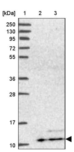 Invitrogen ATP5L Polyclonal Antibody 100 &mu;L; Unconjugated:Antibodies,