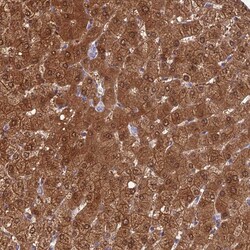 Invitrogen GNPNAT1 Polyclonal Antibody 100 &mu;L; Unconjugated:Antibodies,