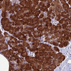 Invitrogen GNPNAT1 Polyclonal Antibody 100 &mu;L; Unconjugated:Antibodies,