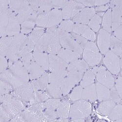 Invitrogen GNPNAT1 Polyclonal Antibody 100 &mu;L; Unconjugated:Antibodies,