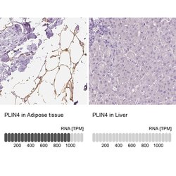 Invitrogen PLIN4 Polyclonal Antibody 100 &mu;L; Unconjugated:Antibodies,