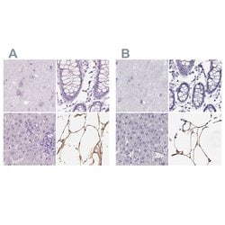Invitrogen PLIN4 Polyclonal Antibody 100 &mu;L; Unconjugated:Antibodies,