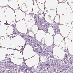 Invitrogen PLIN4 Polyclonal Antibody 100 &mu;L; Unconjugated:Antibodies,