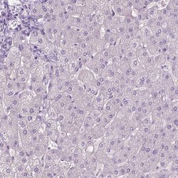 Invitrogen PLIN4 Polyclonal Antibody 100 &mu;L; Unconjugated:Antibodies,