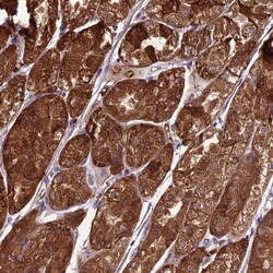 Invitrogen TBC1D24 Polyclonal Antibody 100 &mu;L; Unconjugated:Antibodies,