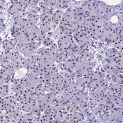 Invitrogen KLF14 Polyclonal Antibody 100 &mu;L; Unconjugated:Antibodies,