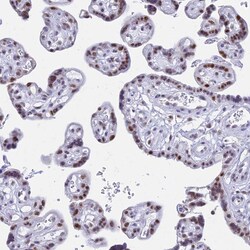 Invitrogen KLF14 Polyclonal Antibody 100 &mu;L; Unconjugated:Antibodies,