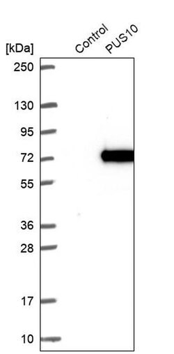 Invitrogen PUS10 Polyclonal Antibody 100 &mu;L; Unconjugated:Antibodies,