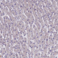 Invitrogen DCAF12L2 Polyclonal Antibody 100 &mu;L; Unconjugated:Antibodies,