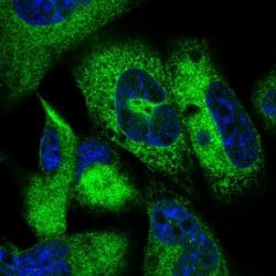 Invitrogen JSRP1 Polyclonal Antibody 100 &mu;L; Unconjugated:Antibodies,