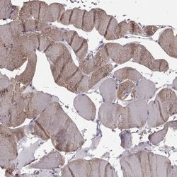 Invitrogen JSRP1 Polyclonal Antibody 100 &mu;L; Unconjugated:Antibodies,