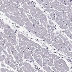 Invitrogen JSRP1 Polyclonal Antibody 100 &mu;L; Unconjugated:Antibodies,
