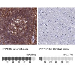 Invitrogen PPP1R18 Polyclonal Antibody 100 &mu;L; Unconjugated:Antibodies,