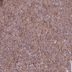 Invitrogen GSPT2 Polyclonal Antibody 100 &mu;L; Unconjugated:Antikörper