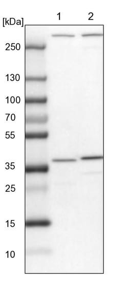 Invitrogen SNX11 Polyclonal Antibody 100 &mu;L; Unconjugated:Antibodies,