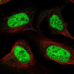 Invitrogen RSRC1 Polyclonal Antibody 100 &mu;L; Unconjugated:Antibodies,