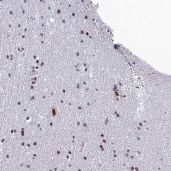 Invitrogen RSRC1 Polyclonal Antibody 100 &mu;L; Unconjugated:Antibodies,