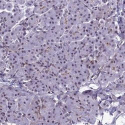 Invitrogen RSRC1 Polyclonal Antibody 100 &mu;L; Unconjugated:Antibodies,