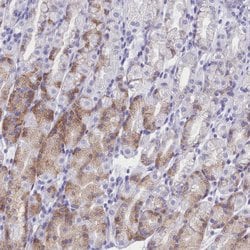 Invitrogen TMEM97 Polyclonal Antibody 100 &mu;L; Unconjugated:Antibodies,