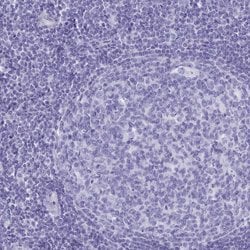 Invitrogen TMEM97 Polyclonal Antibody 100 &mu;L; Unconjugated:Antibodies,