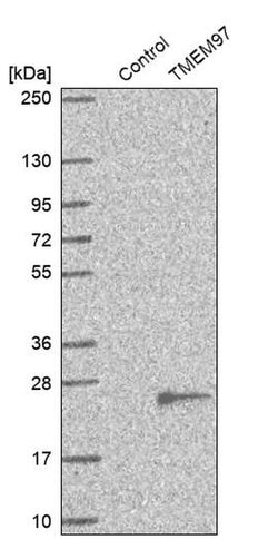 Invitrogen TMEM97 Polyclonal Antibody 100 &mu;L; Unconjugated:Antibodies,
