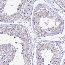 Invitrogen C6orf163 Polyclonal Antibody 100 &mu;L; Unconjugated:Antibodies,